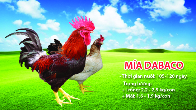 To như gà Mía Dabaco